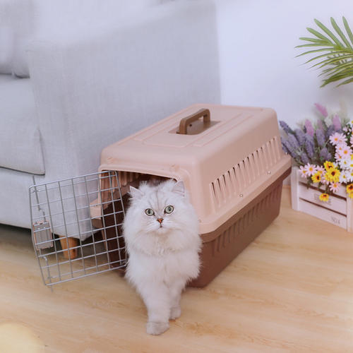 猫咪进猫包训练,如何训练猫咪进猫包