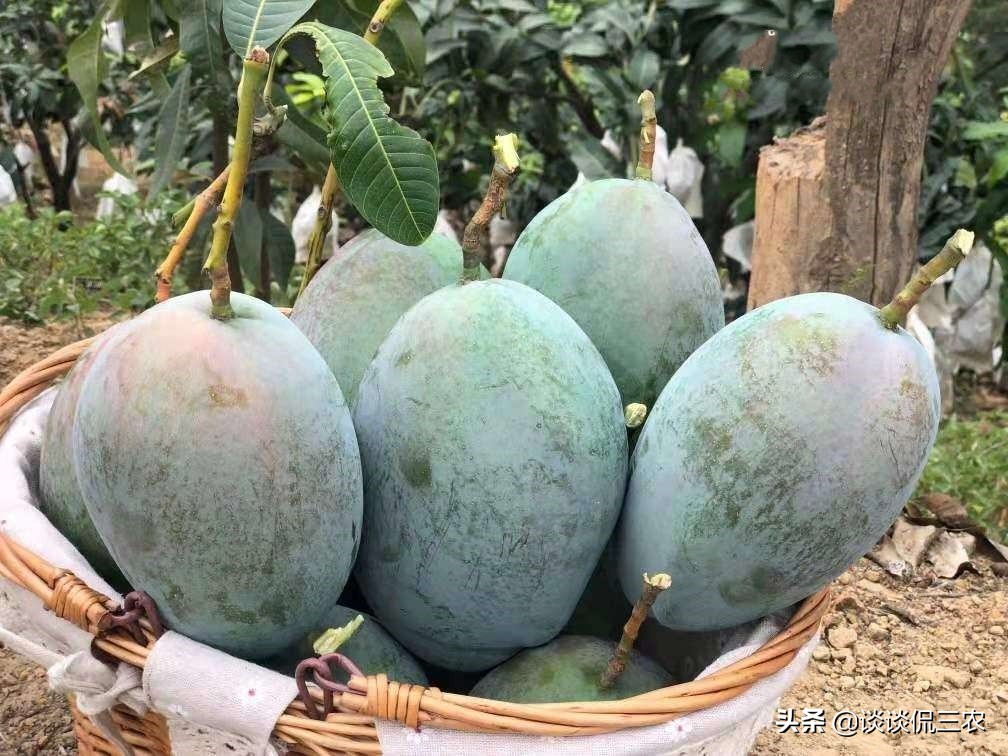 芒果巨无霸完整版,好吃到爆的芒果