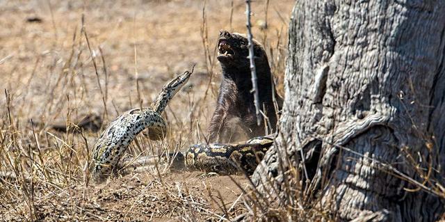 非洲岩蟒是平头哥天敌?平头哥怒啃岩蟒,展示“非洲一哥”的实力