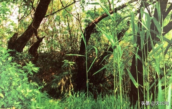 春游江淮请您来安庆,春游江淮请您来界首