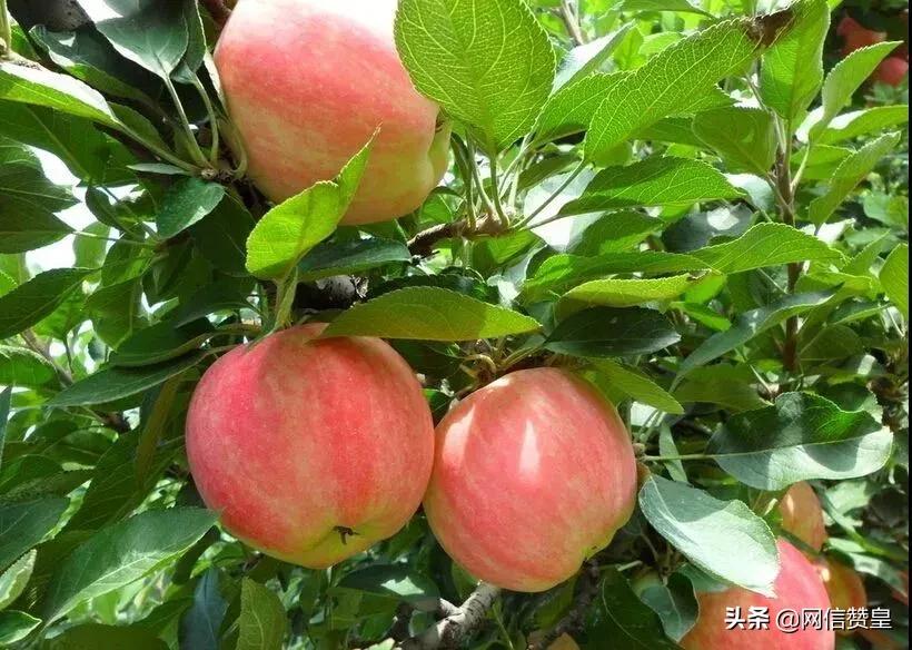 石家庄市农村特产,石家庄市哪里买特产