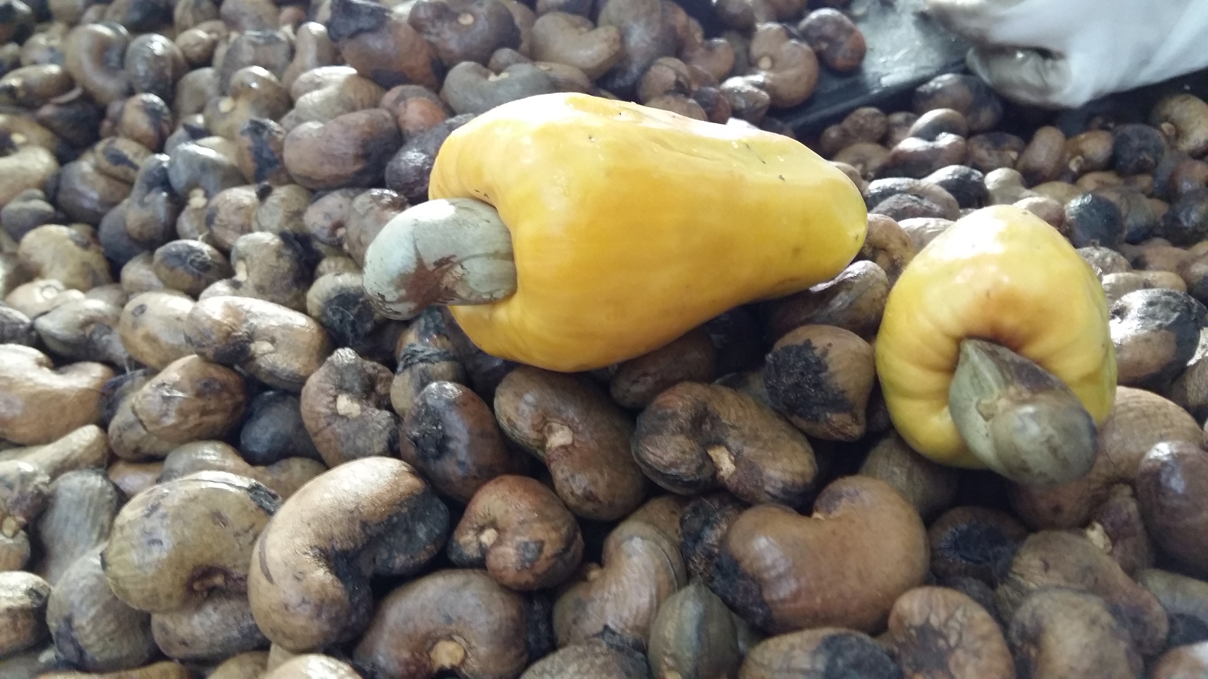 在普吉岛浮潜拍到的美妙海底世界 (普吉岛cape panwa hotel浮潜)