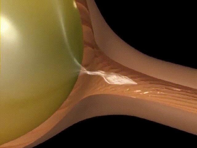 超生动|家禽生殖系统结构和禽蛋形成过程