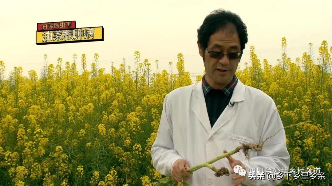 油菜得了病用什么药,油菜生病了怎么防治