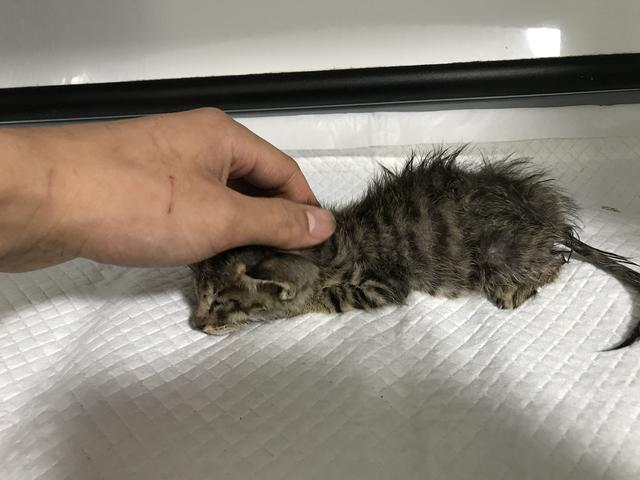 吸猫的科学依据来了,教你如何获得一只猫