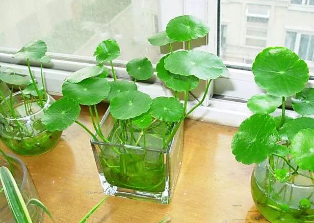 水培的花里面有青苔好么,水培绿植长青苔怎么解决