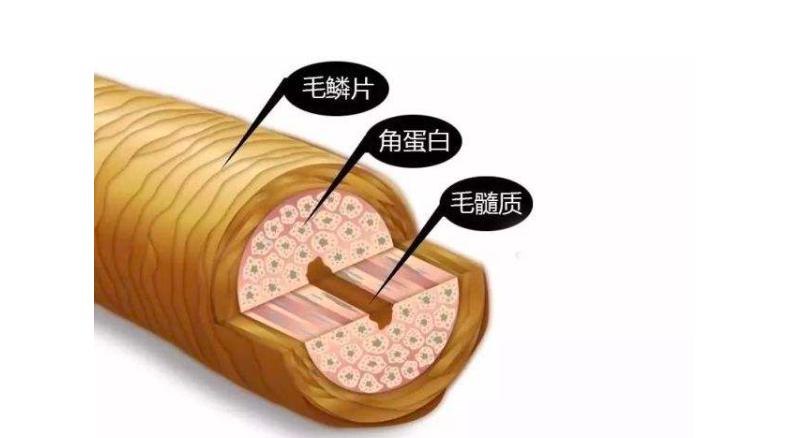 头发的三大层的结构,头发的三大层分别是什么