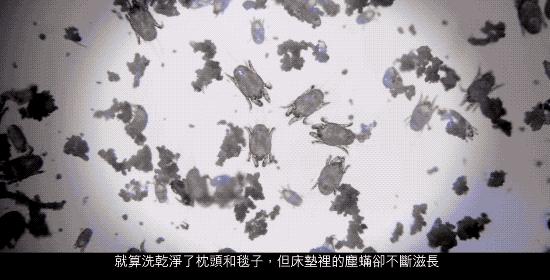 床单睡久了容易螨虫成窝？教你一新招，比太阳暴晒效果好