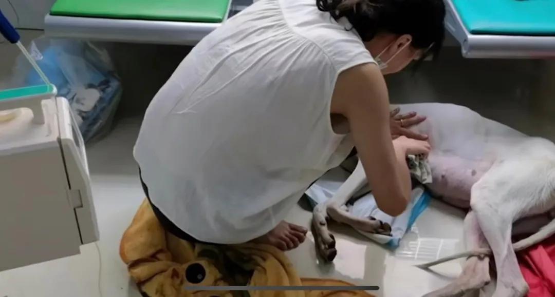 肚子里密密麻麻全是狗！狗妈妈19小时生20只狗崽，医生轮番上阵