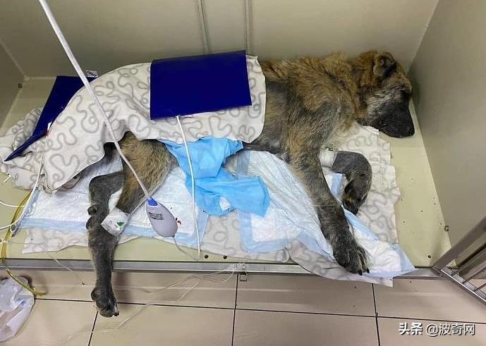 繁殖犬被割去声带,繁殖犬子宫脱落被丢弃