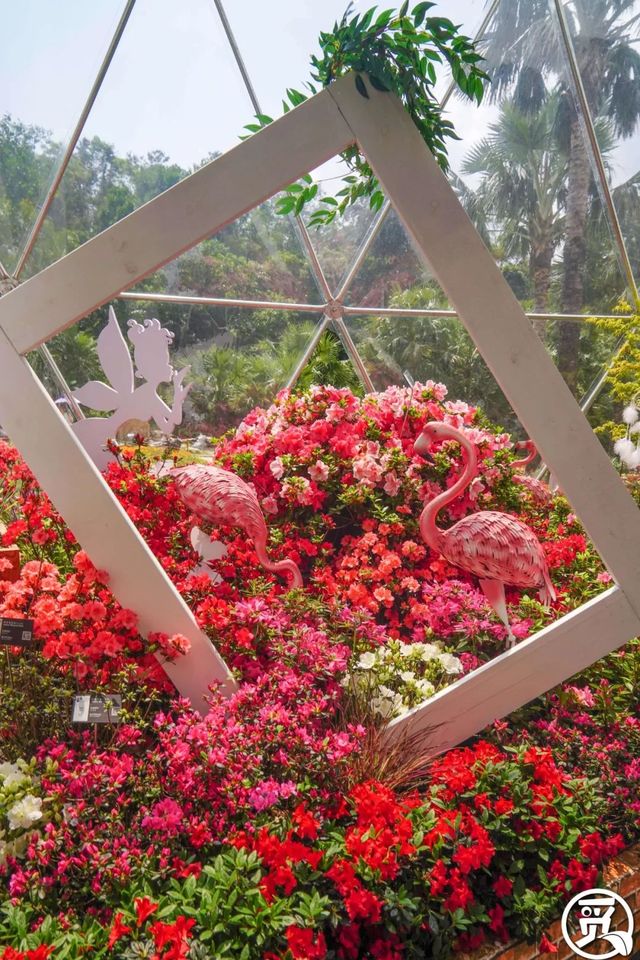 深圳史上最大最美的花展来啦,走进深圳仙湖植物园的国际花展