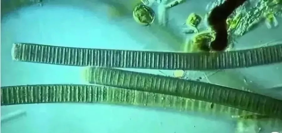 几种水藻,水藻种类辨别方法有哪些