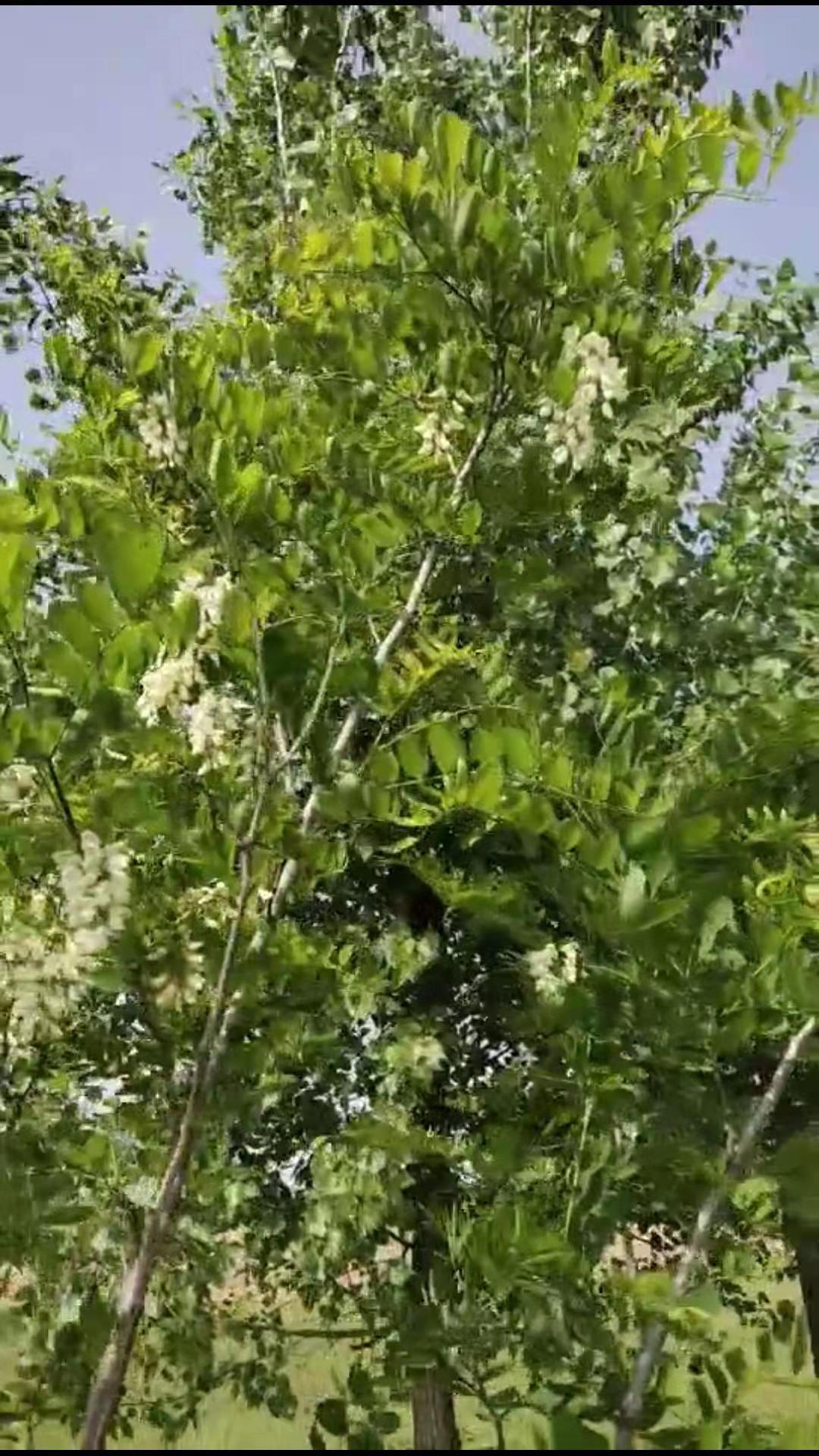 大自然的馈赠洋槐花,童年是最美的礼物完整版原唱
