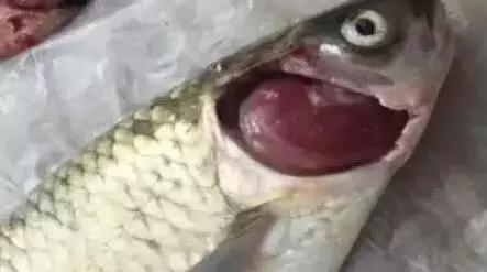 受疫情影响蔬菜价格,草鱼烂鳃病的发病原因及防控措施