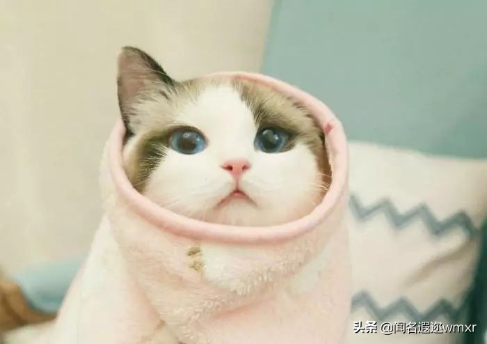 你有猫病表情包,你有猫病啊图片