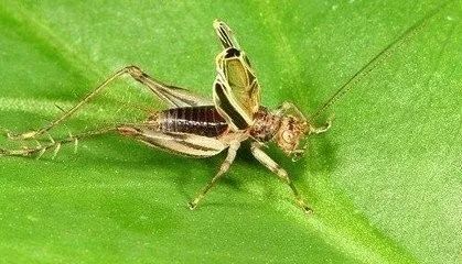 鸣虫金蛉子,金蛉子鸣虫专卖
