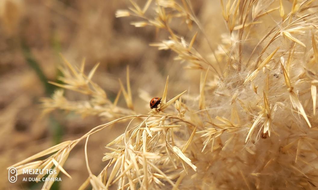 拍照手机xsm,魅族目前拍照最好的手机