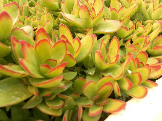 多肉火祭和天狗之舞区别,天狗之舞多肉夏天的样子