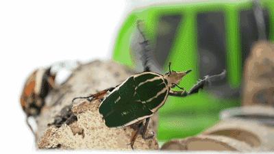 只要19.9元！3000+昆虫萌宠来袭！首届昆虫萌宠主题沉浸展空降武汉