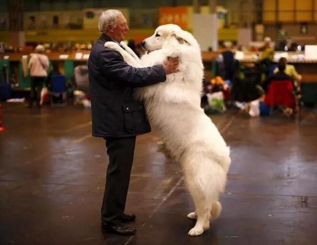 狗狗买什么品种最合适,怎么给狗狗选择宠物狗品种