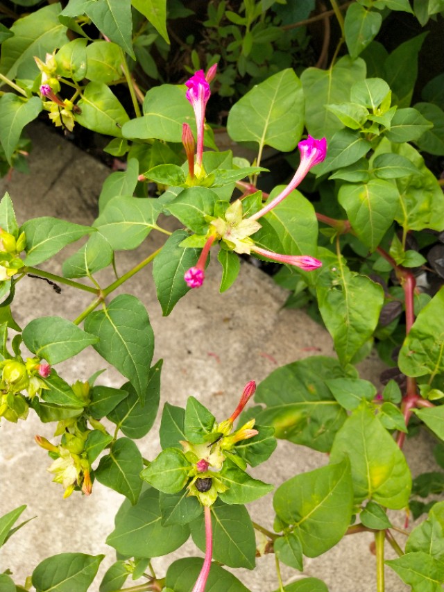 （紫茉莉）植物界中最好的首饰