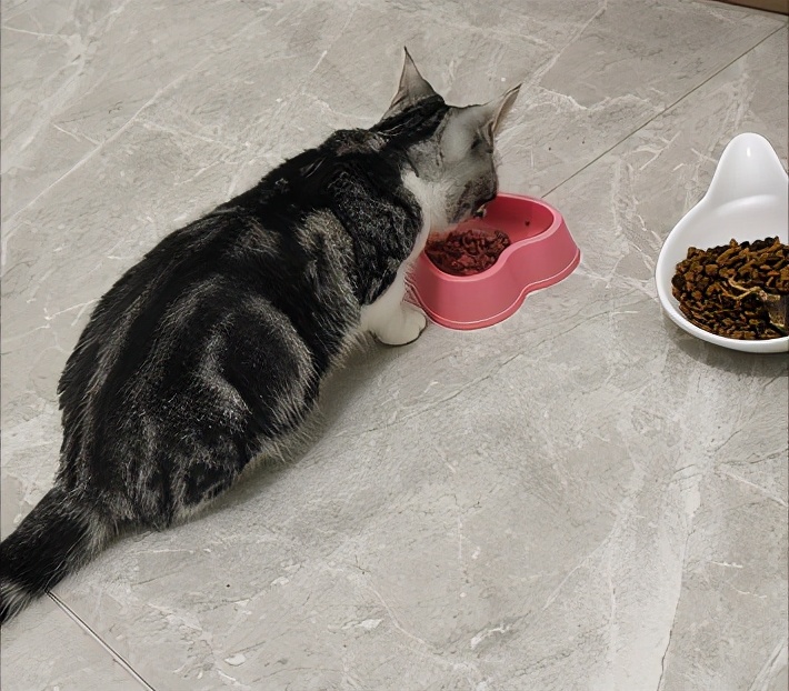 团子猫传腹治好了吗,团子的猫传腹