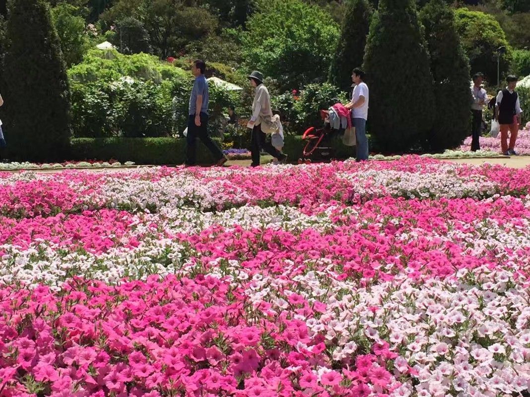 日本眼中的紫藤,最经典的日系紫藤