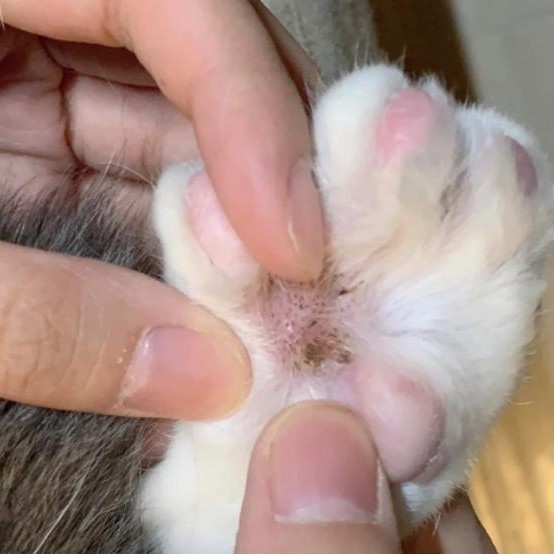 狗狗得了趾间炎用什么药,狗趾间炎是真菌还是细菌