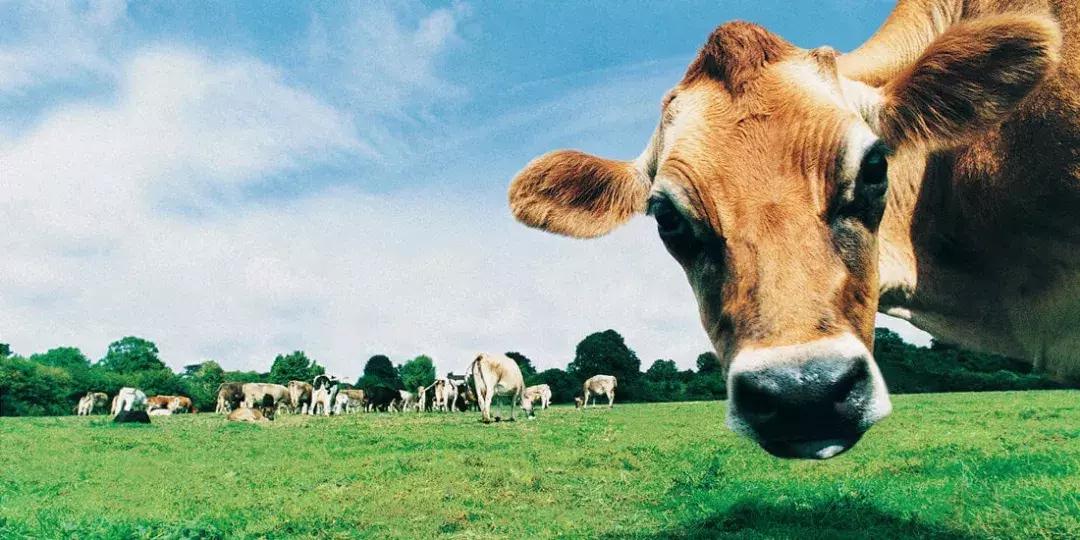 2022年澳洲的奶制品是否涨价,澳洲奶粉近期涨价了吗