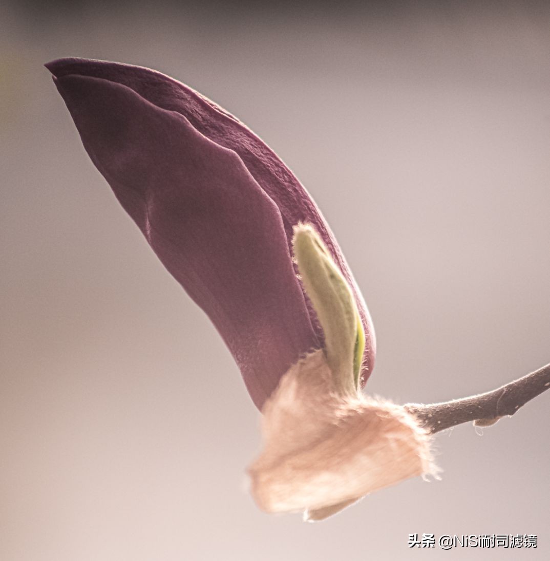 看到精彩——加拿大摄影师老飘飘的近摄镜测评