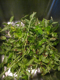 美容的菜有哪些,抗衰老去眼袋食材