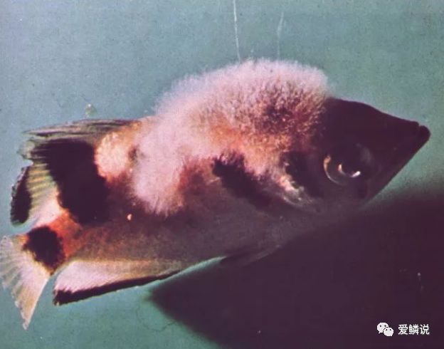 水霉病白毛掉了怎么办,水霉白毛病用什么方法治疗