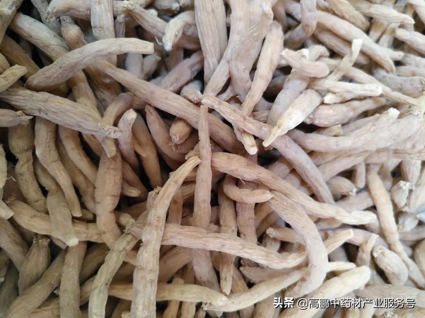 高鹏说药材：2022年种植这些药食同源药材品种效益还不错