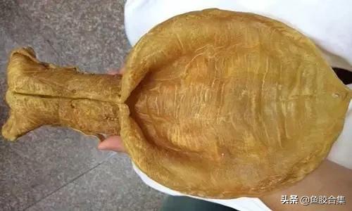 花胶的种类和区别,花胶一共有几种类型的品种