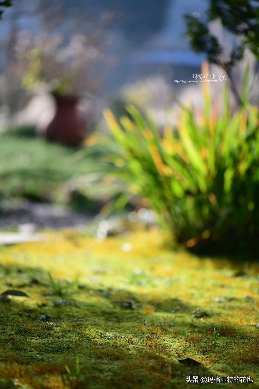 种植苔藓养护方法,苔藓怎么养护才能长得好
