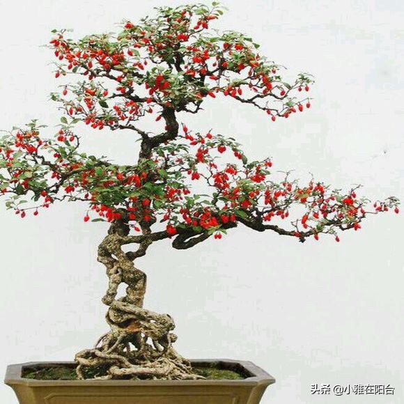 养花不如种姜,养花不如种鸡蛋