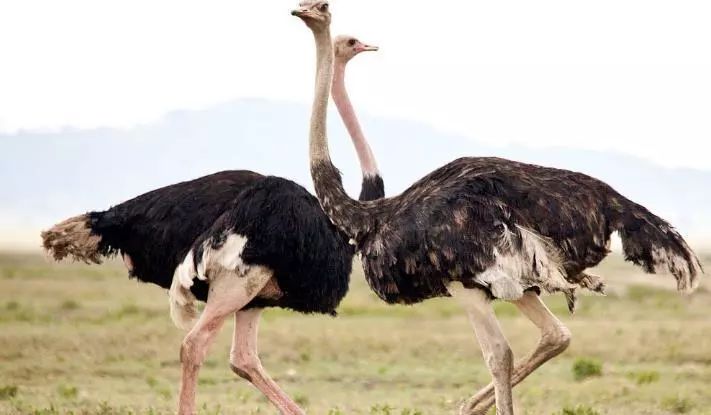 养殖什么稀奇的品种赚钱快又好养,养殖最赚钱的品种