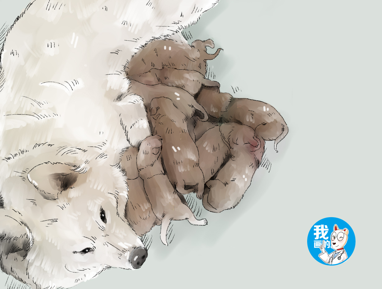 萨摩怀孕生下崽子,萨摩怀孕