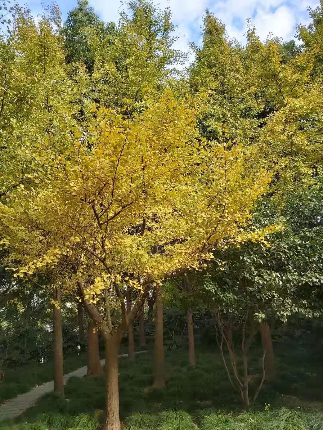 上海银杏叶打卡的地方,上海周边哪里有银杏叶