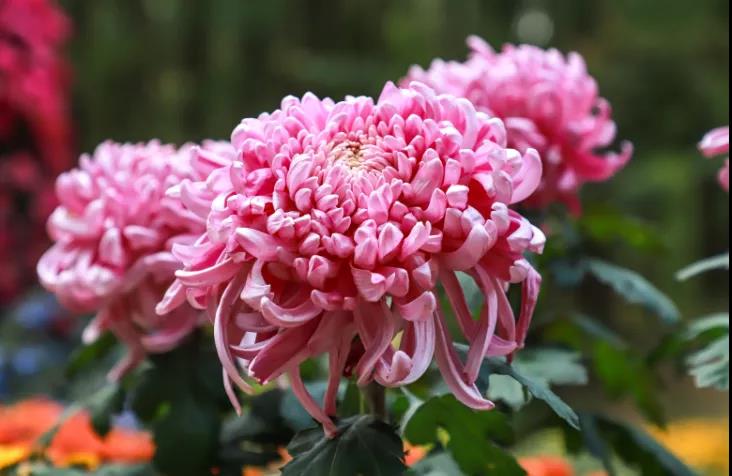 重阳节赏菊正当时，推荐国内这9个地方的赏菊好去处，沉浸式赏花