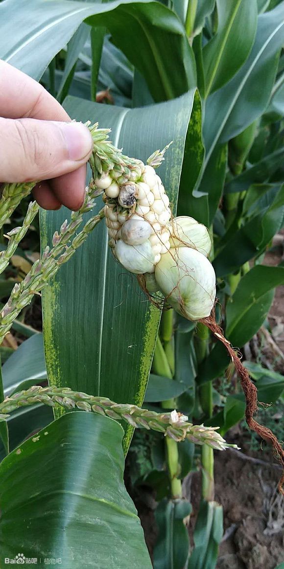 玉米为何出现“两性穗”,主要原因有哪些?该如何有效防治?