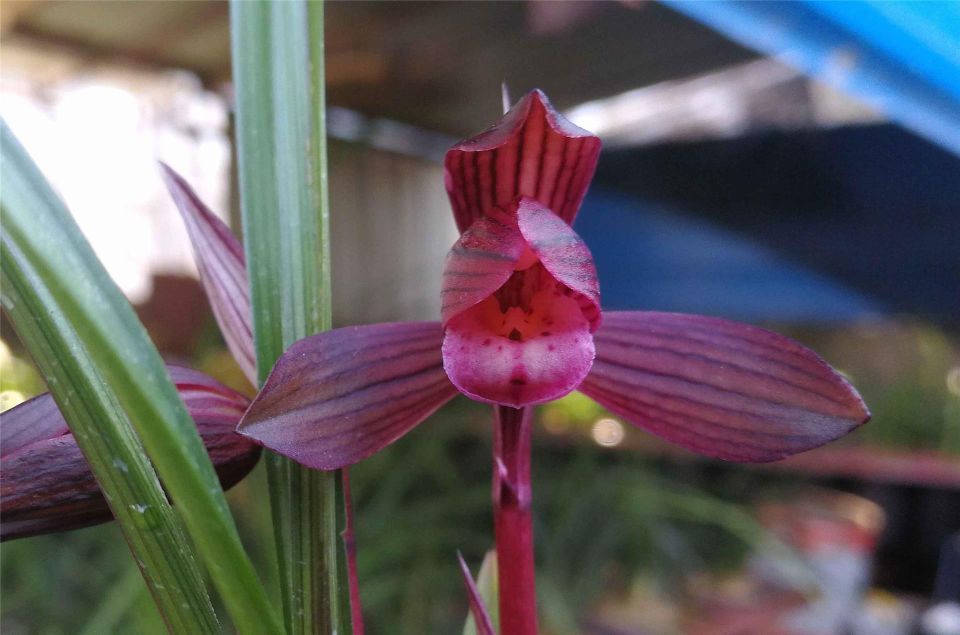 云南红河红兰花,云南红河精品兰花