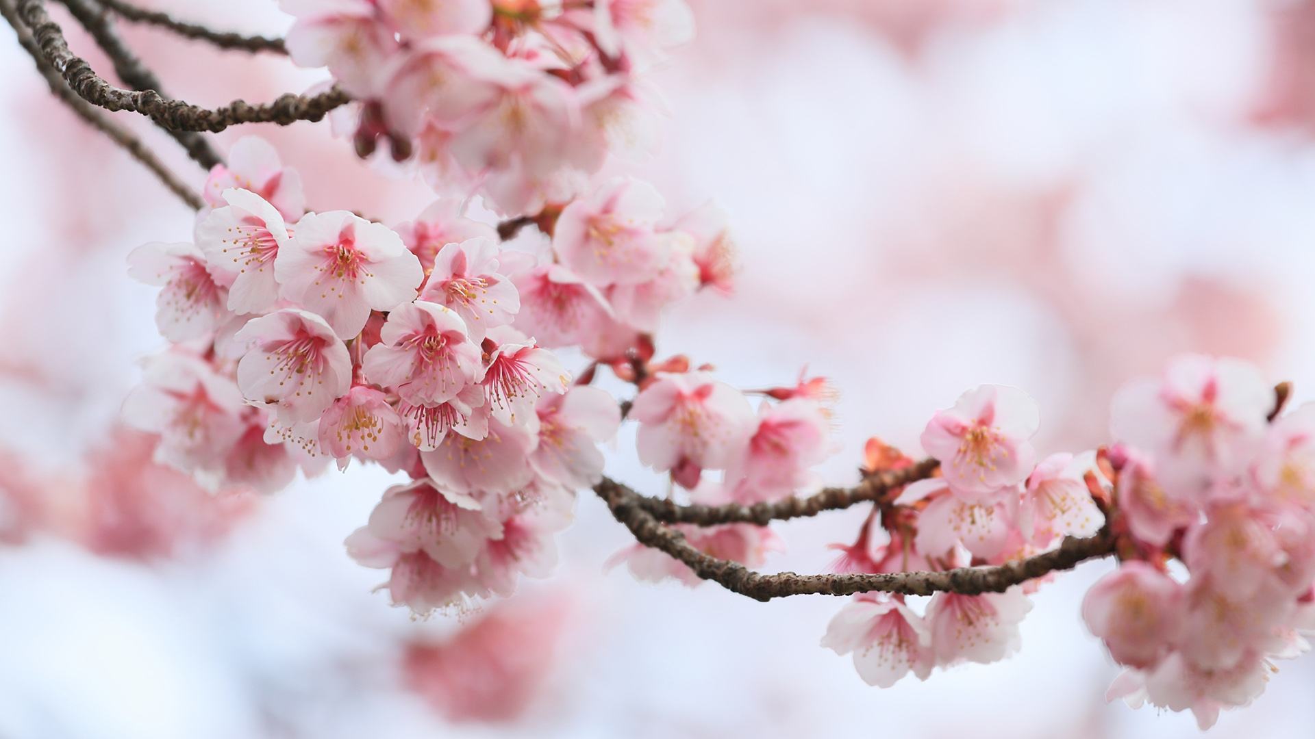 易犯花痴的三大星座女,喜欢耍把戏的五大星座