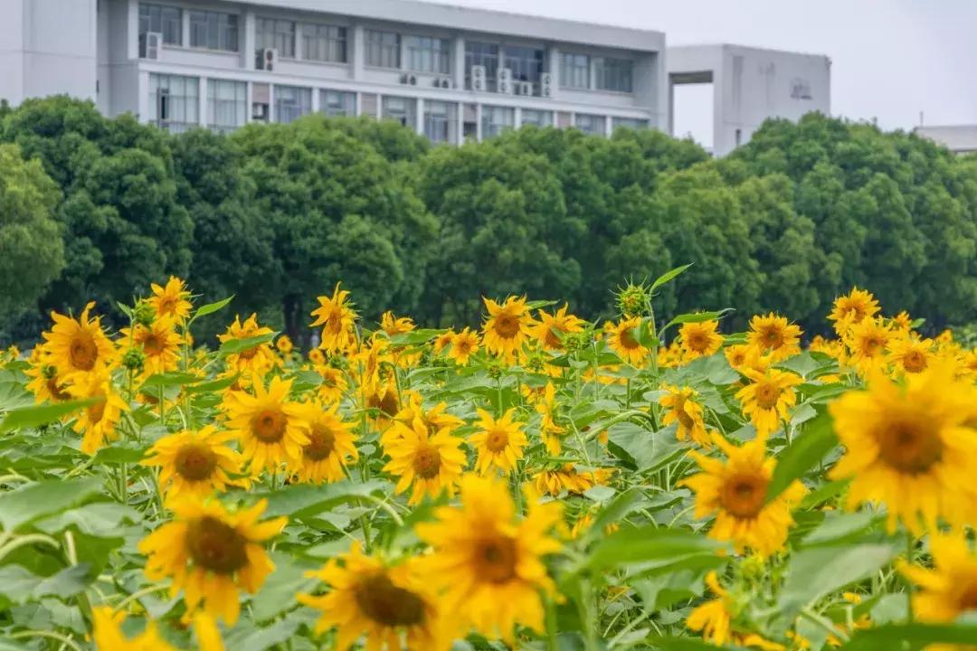 南京的大学学校面积,南京的大学有哪些