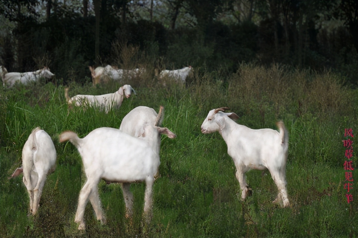 羊肝炎的预防和治疗方法