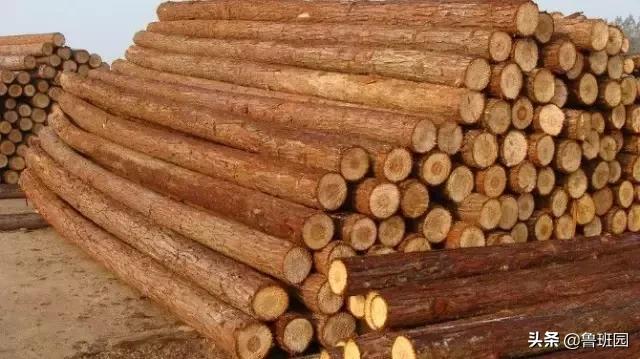 普通雪茄和高级雪茄,普通杉木和香杉木的区别