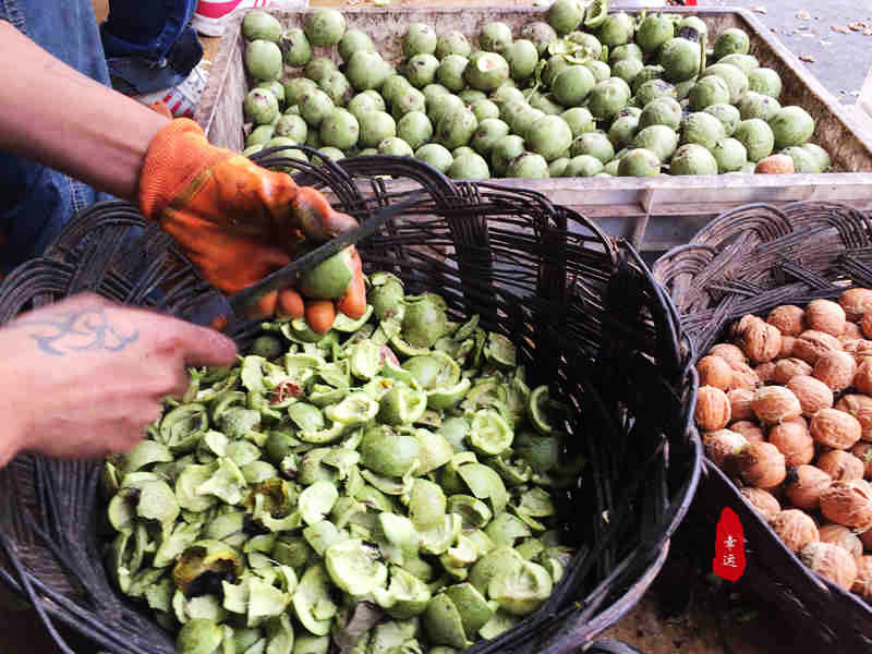 青皮核桃什么季节好吃,又是一年吃山核桃的季节