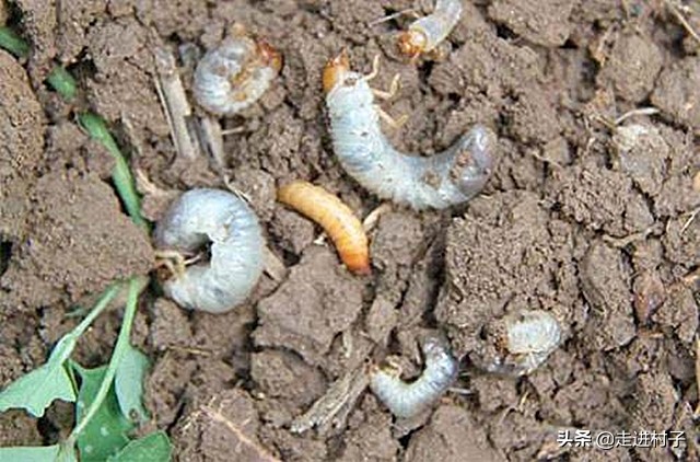 红薯怎样种出长条形,红薯怎么种植长藤