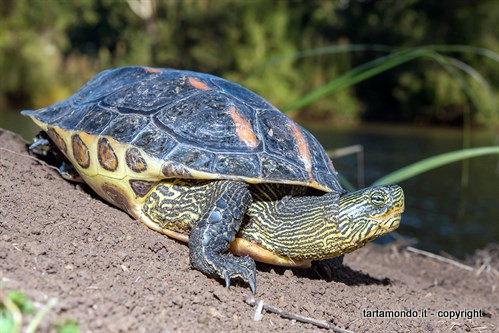 匠志萌宠乐园教学,匠志萌宠