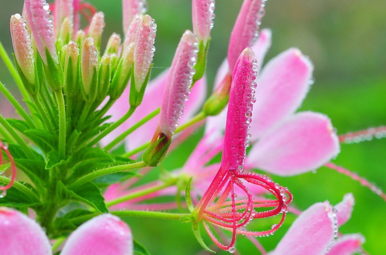 摄影微距技巧,花卉微距摄影技巧